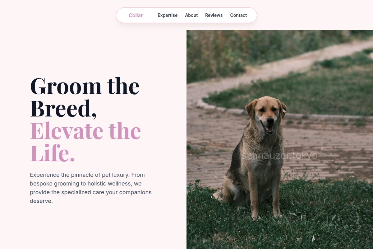 Collar Animal Care
